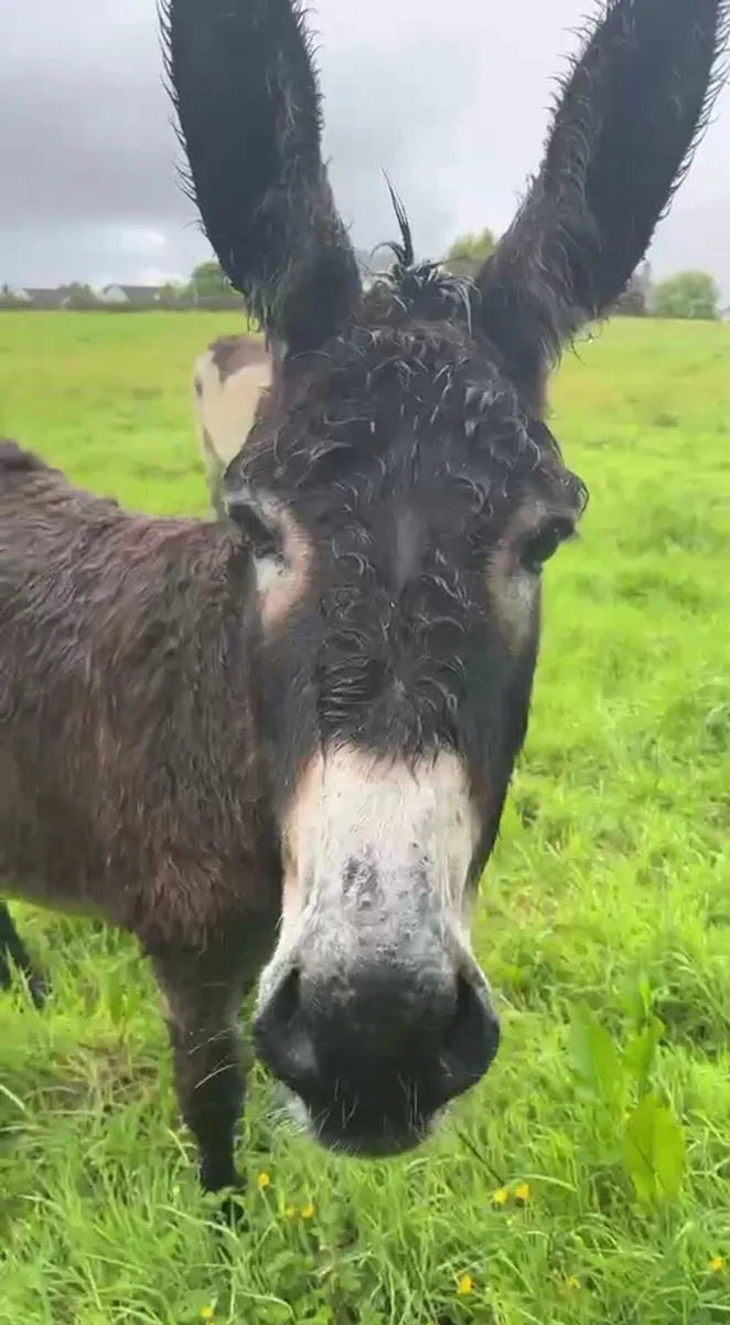 Mare Donkey - Image 3
