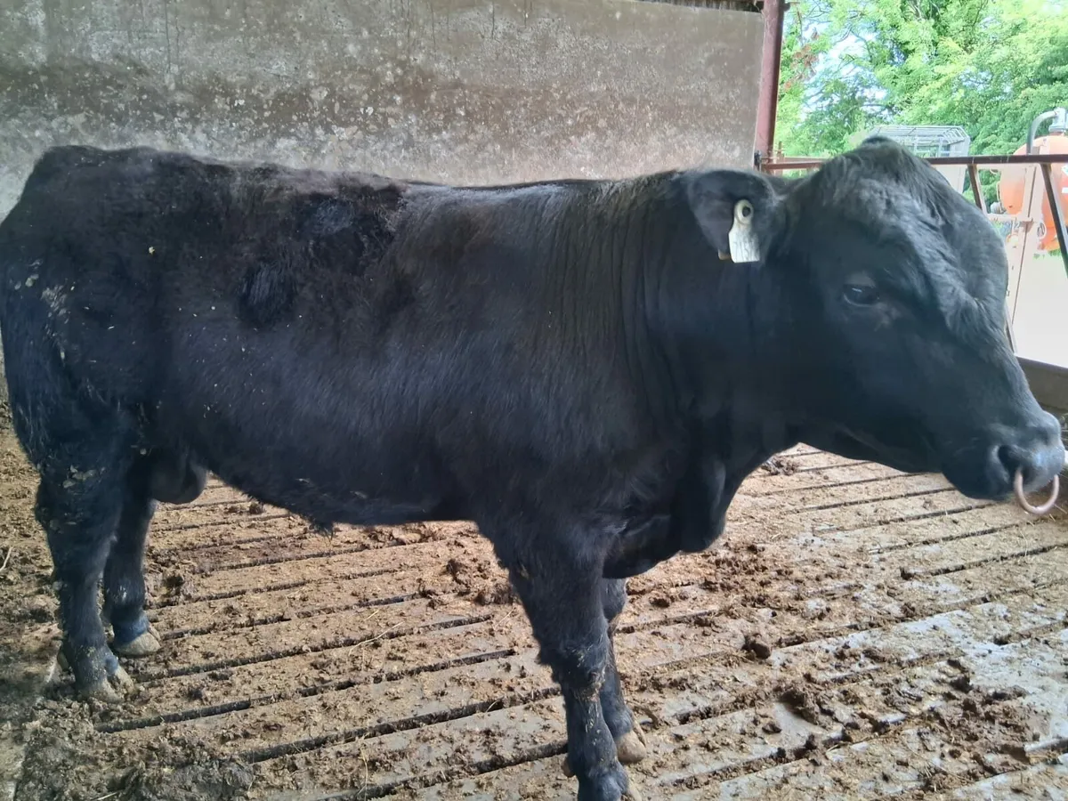 PBR Angus Bulls - Image 1