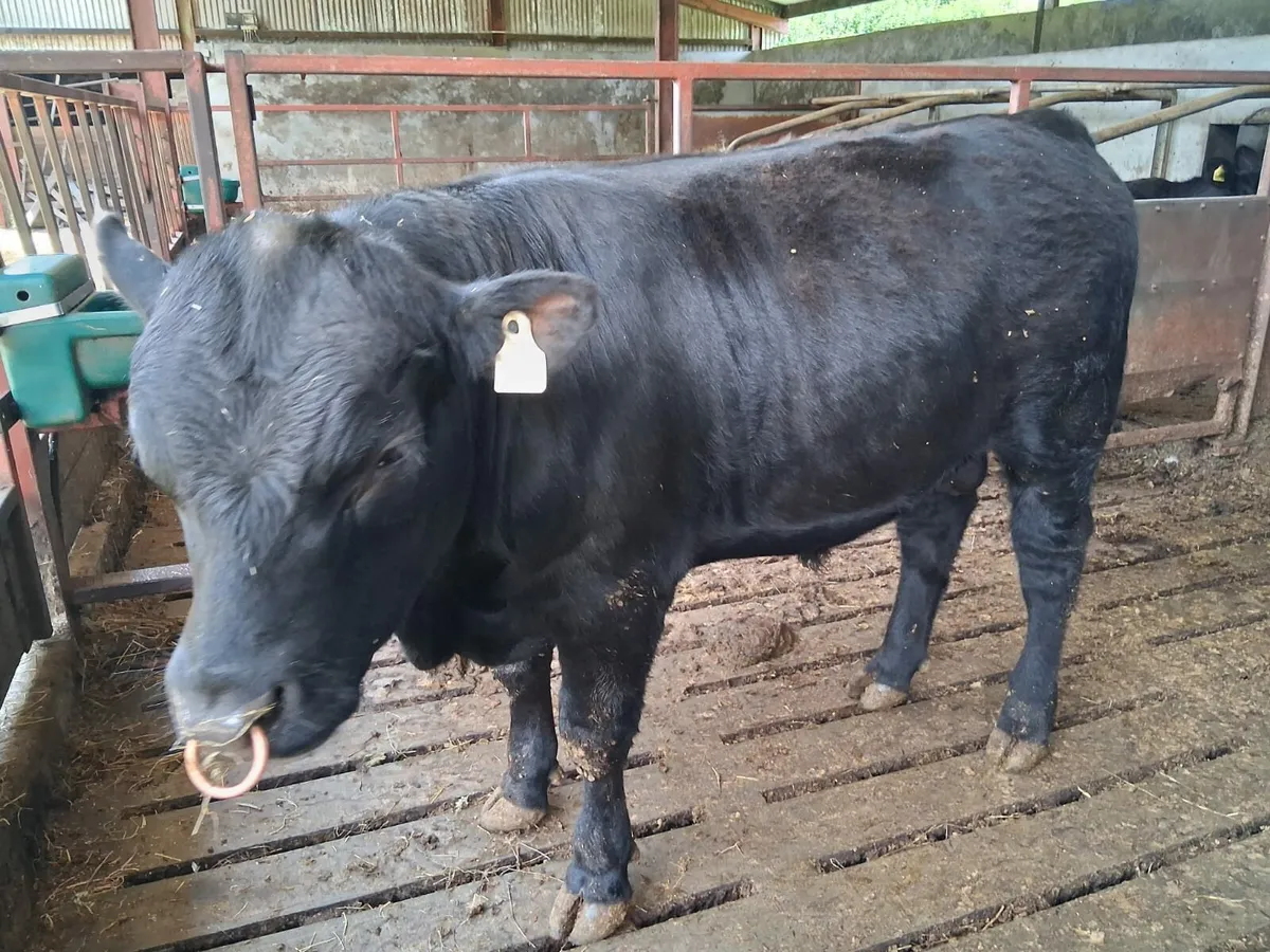 PBR Angus Bulls - Image 2