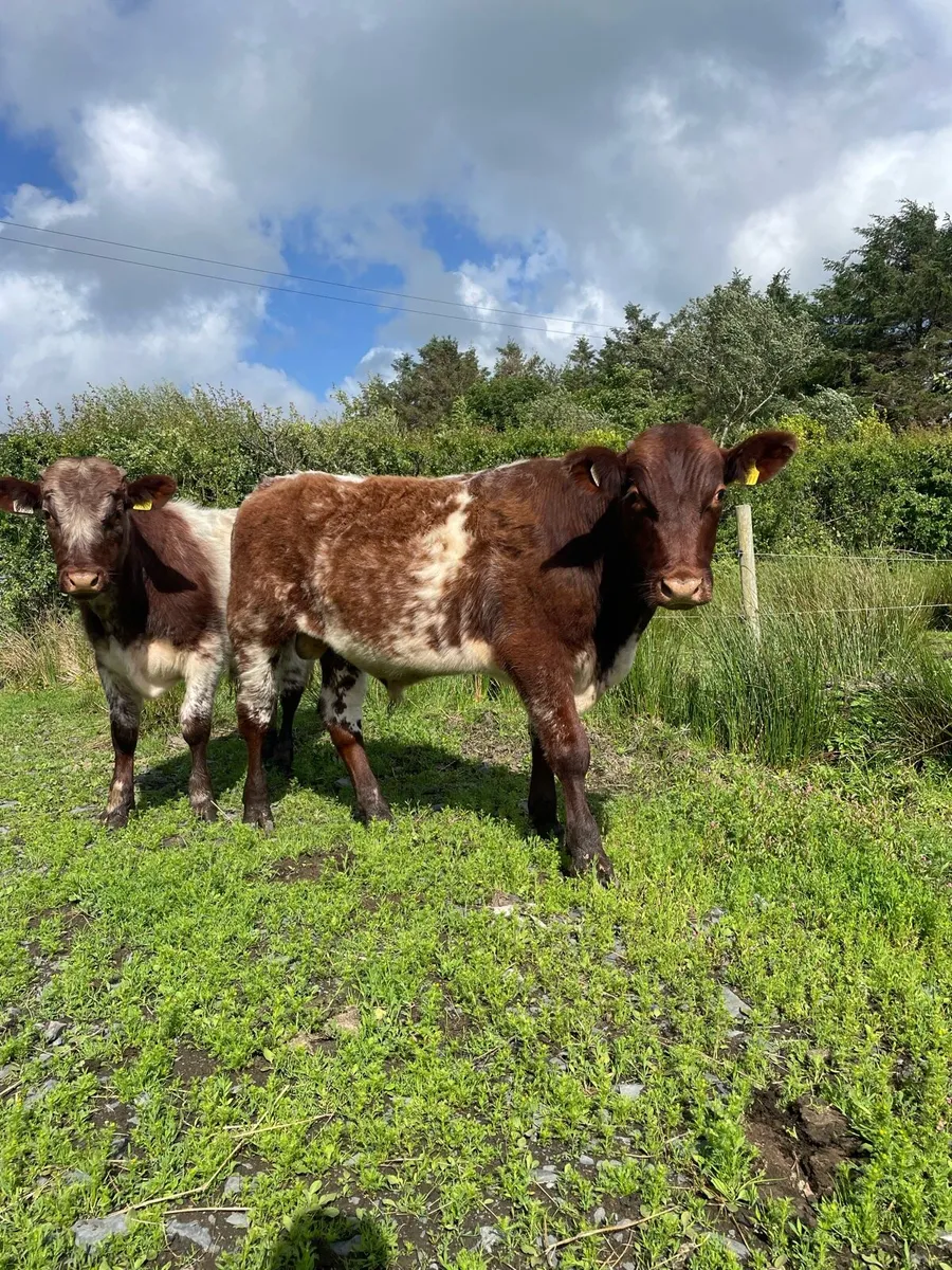 2 PBR shorthorn bulls - Image 2