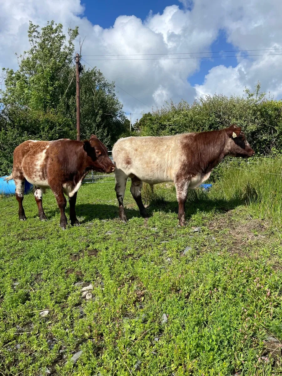 2 PBR shorthorn bulls - Image 3