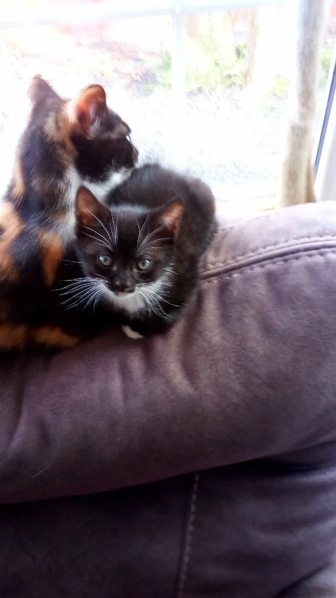 kittens - Image 1