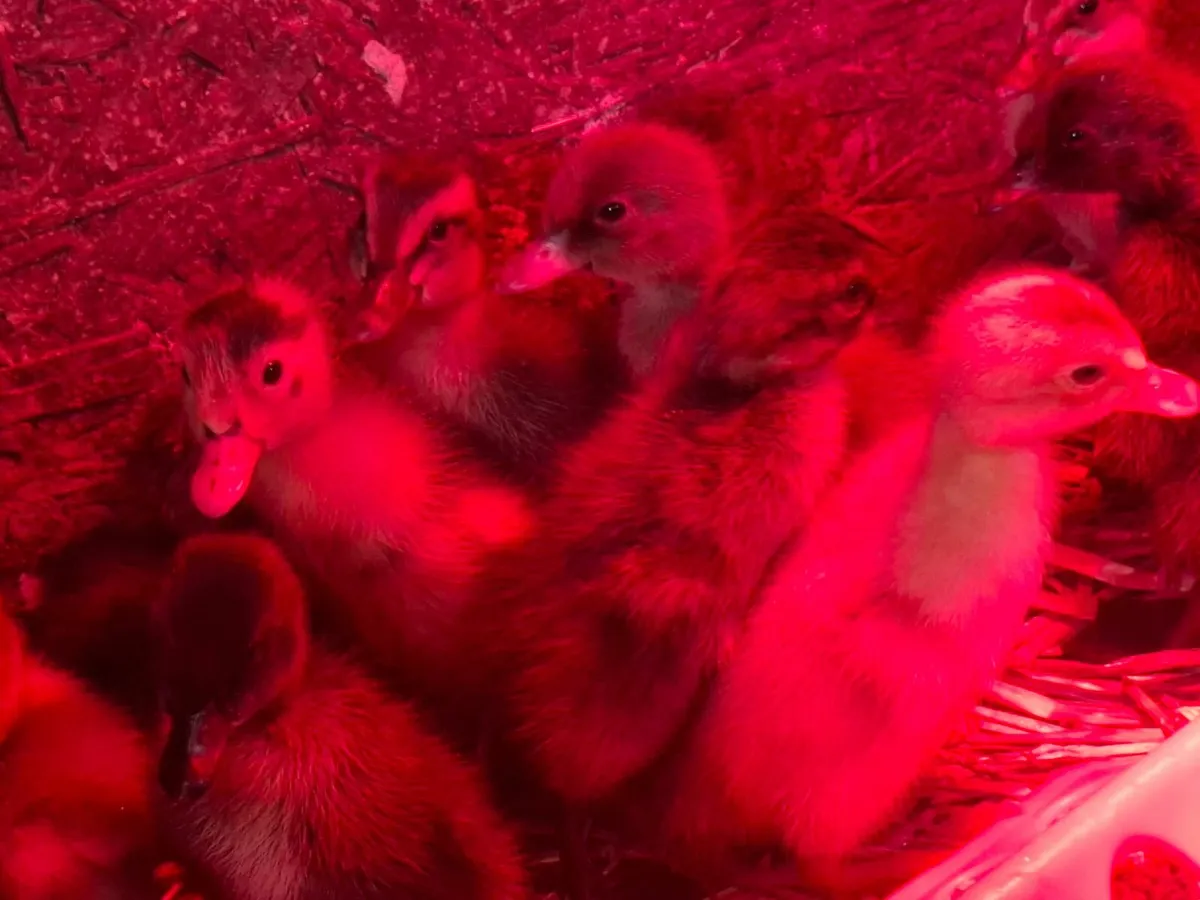 Ducklings - Image 3