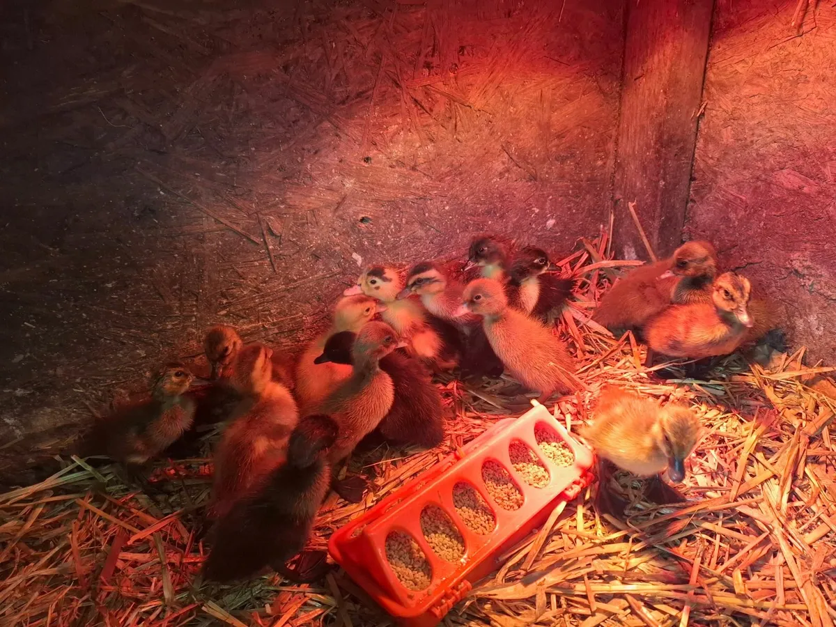 Ducklings - Image 1