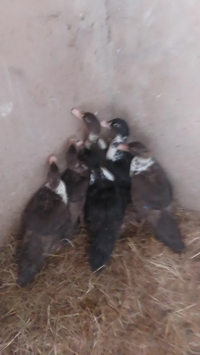 Muscovy Ducklings - Image 2