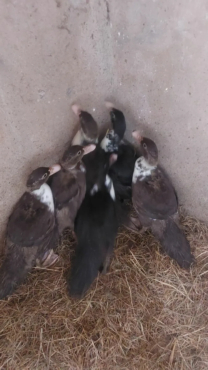 Muscovy Ducklings - Image 1