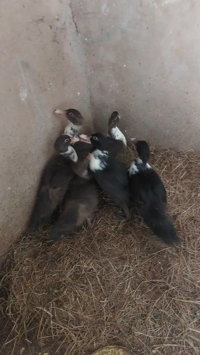 Muscovy Ducklings - Image 3