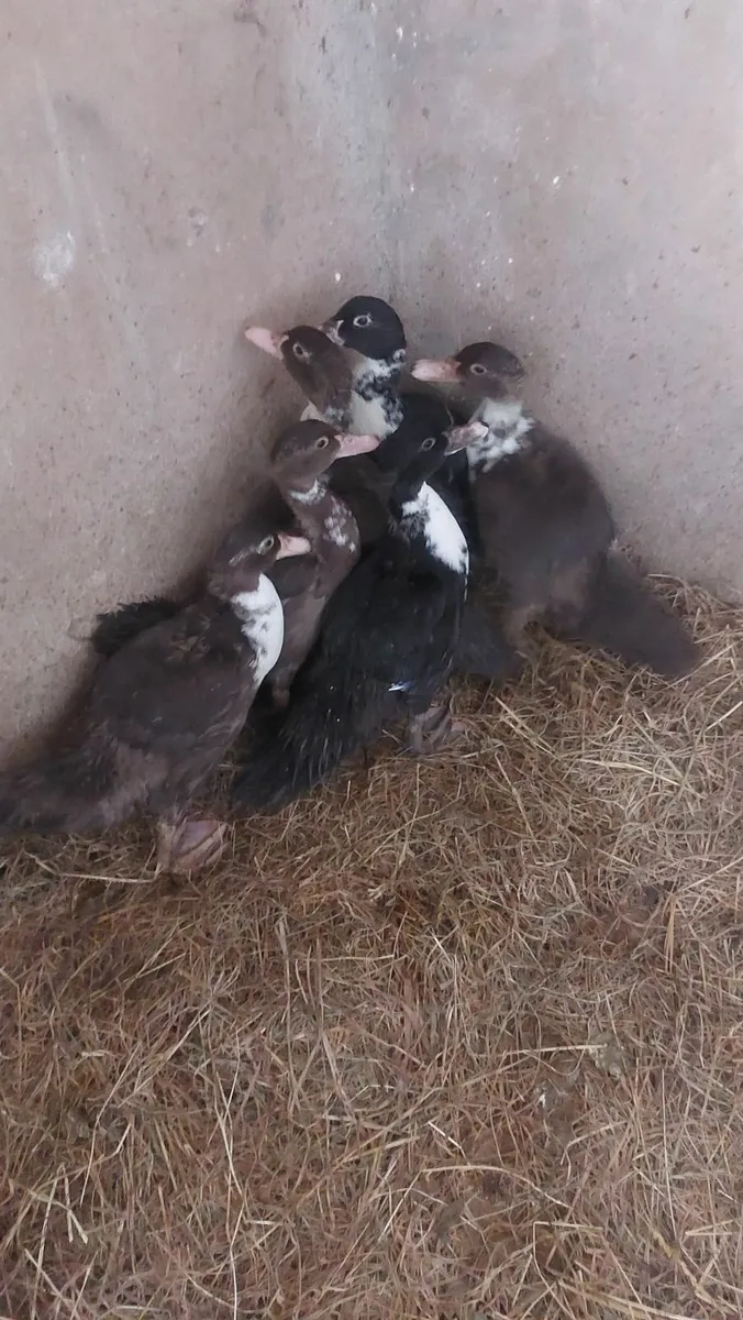 Muscovy Ducklings - Image 4