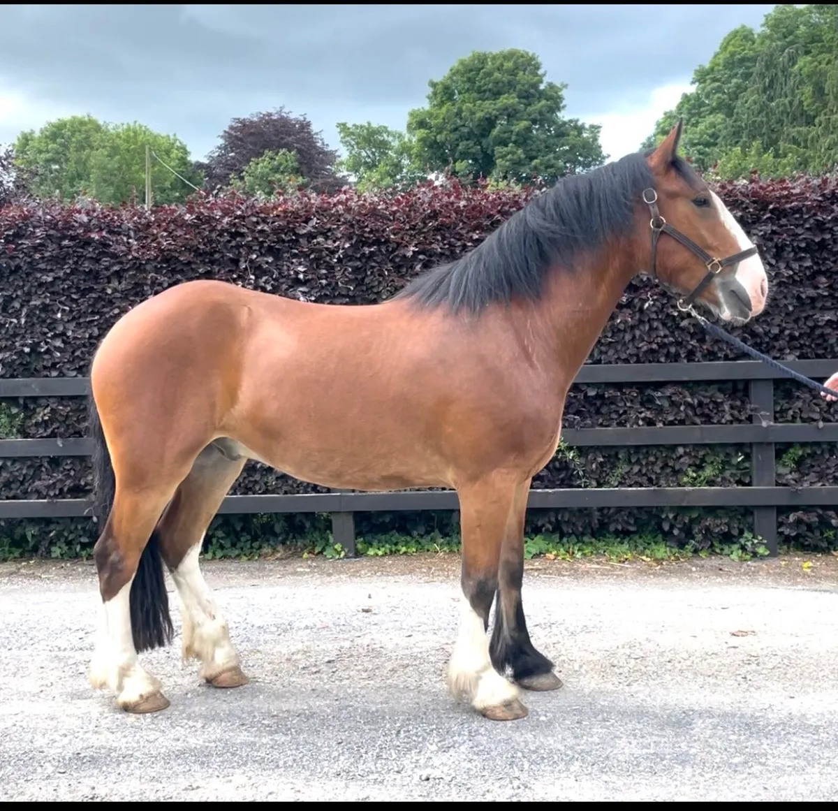 Show cob - Image 1