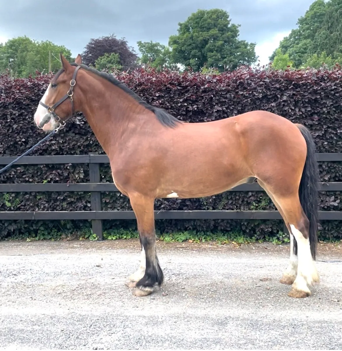 Show cob - Image 2