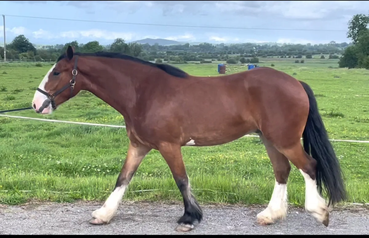 Show cob - Image 3