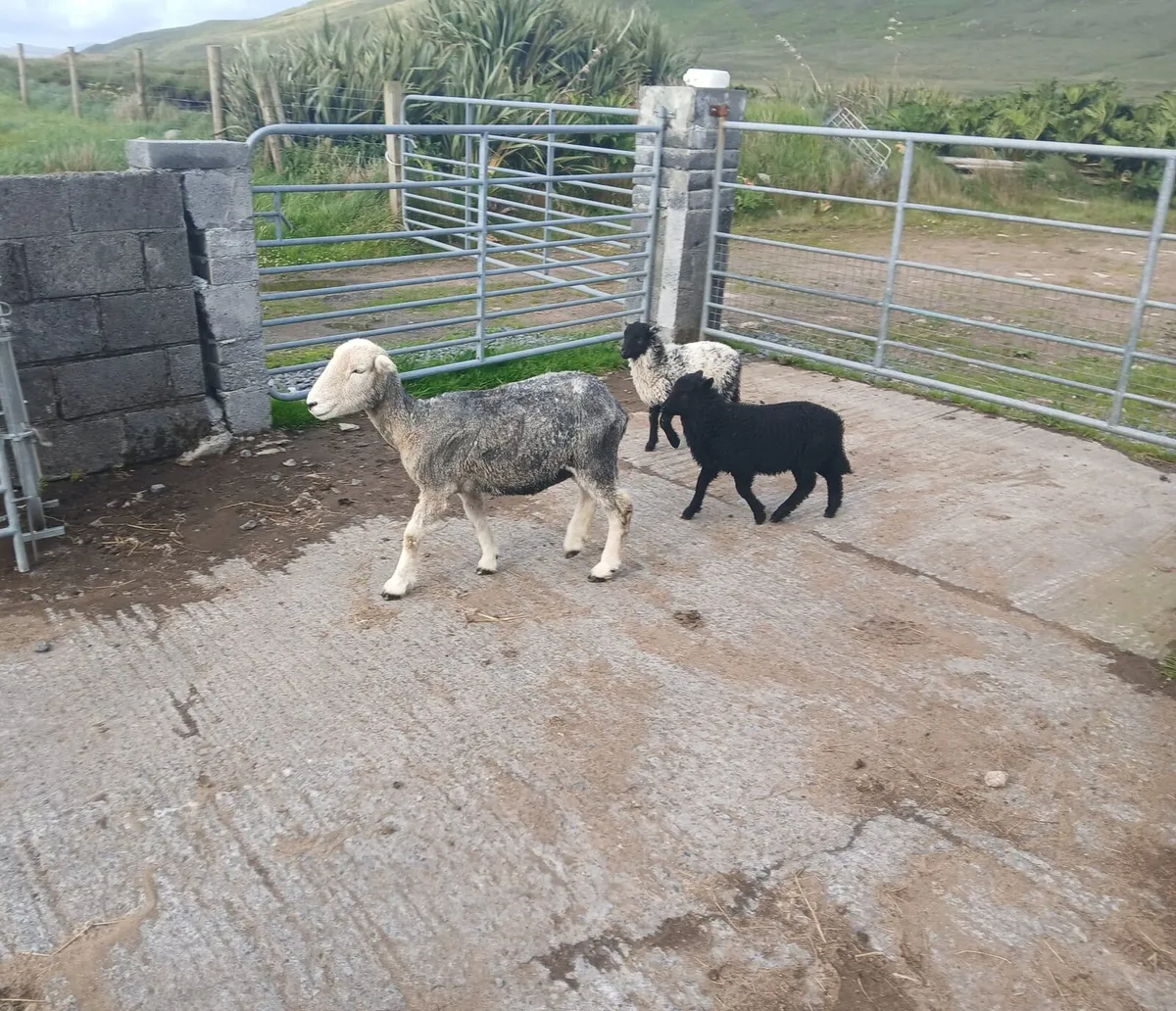 Herdwick 2yr old ewe with 2 ewe lambs at foot - Image 2