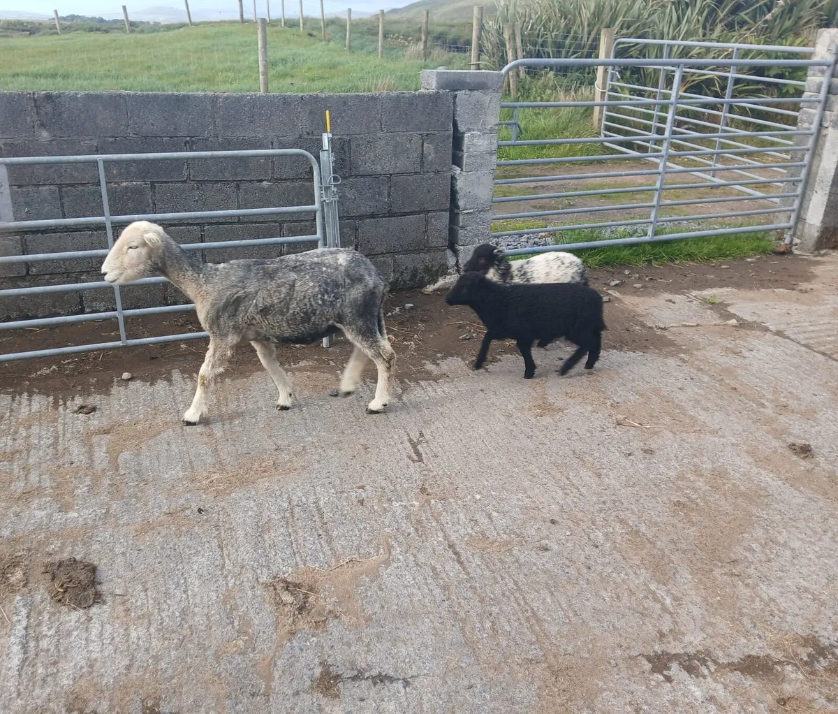 Herdwick 2yr old ewe with 2 ewe lambs at foot - Image 1