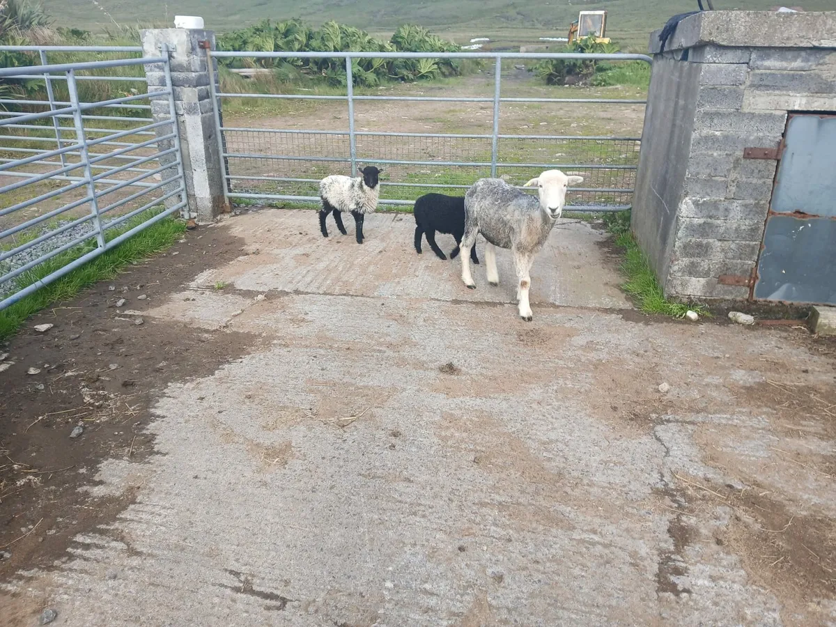 Herdwick 2yr old ewe with 2 ewe lambs at foot - Image 3