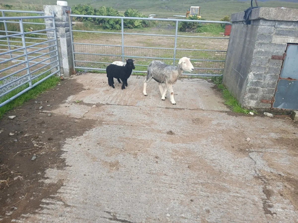 Herdwick 2yr old ewe with 2 ewe lambs at foot - Image 4