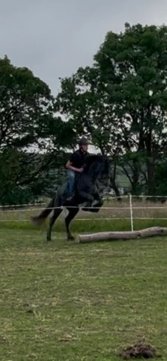 Flashy Connemara gelding - Image 1