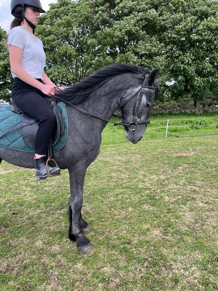 Flashy Connemara gelding - Image 2