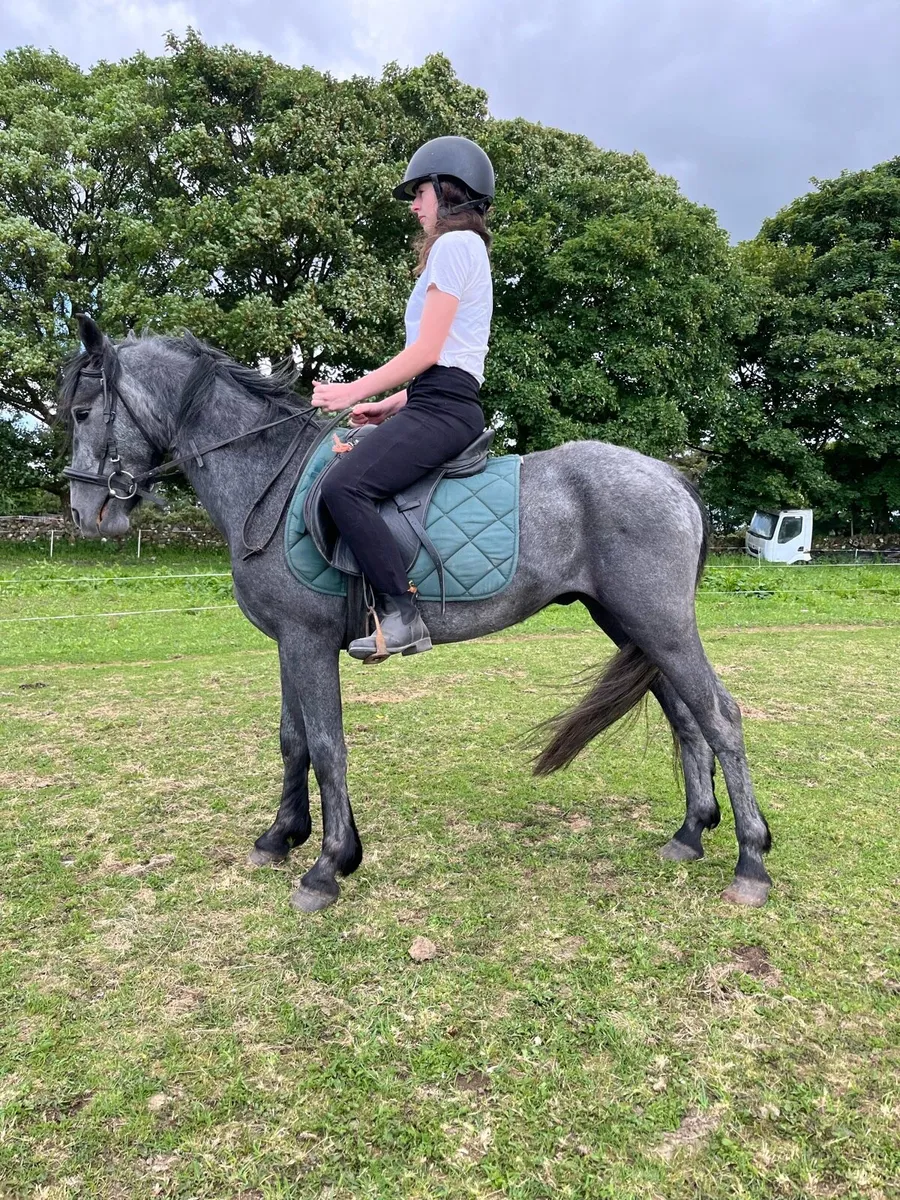 Flashy Connemara gelding - Image 3