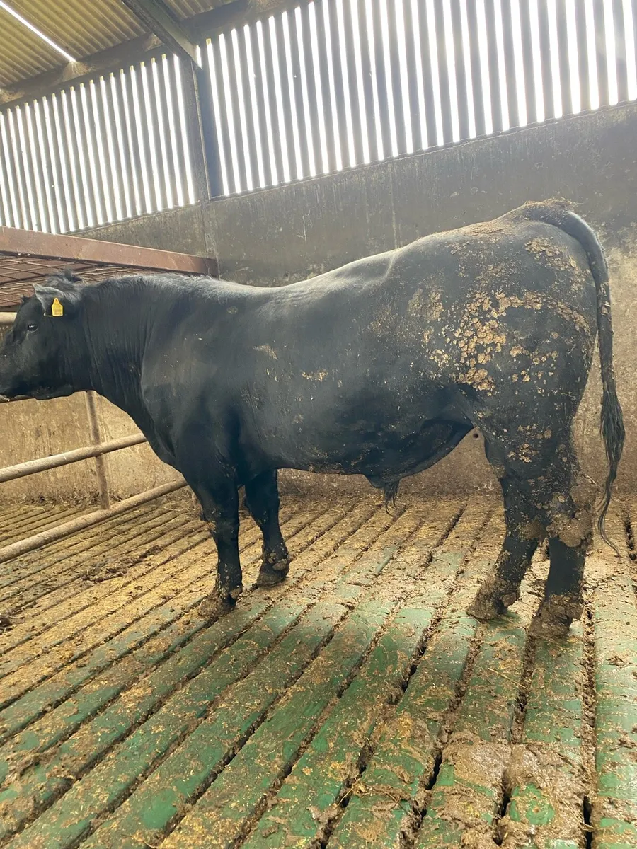 Bull - Image 1