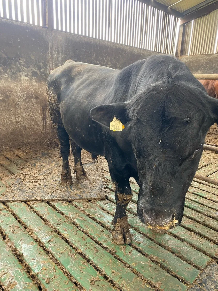 Bull - Image 3