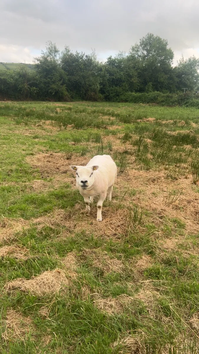 Pedigree Texel Hoggets & Ewes - Image 1