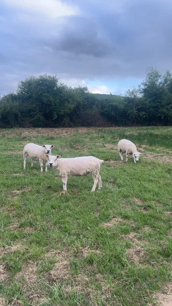 Pedigree Texel Hoggets & Ewes - Image 2