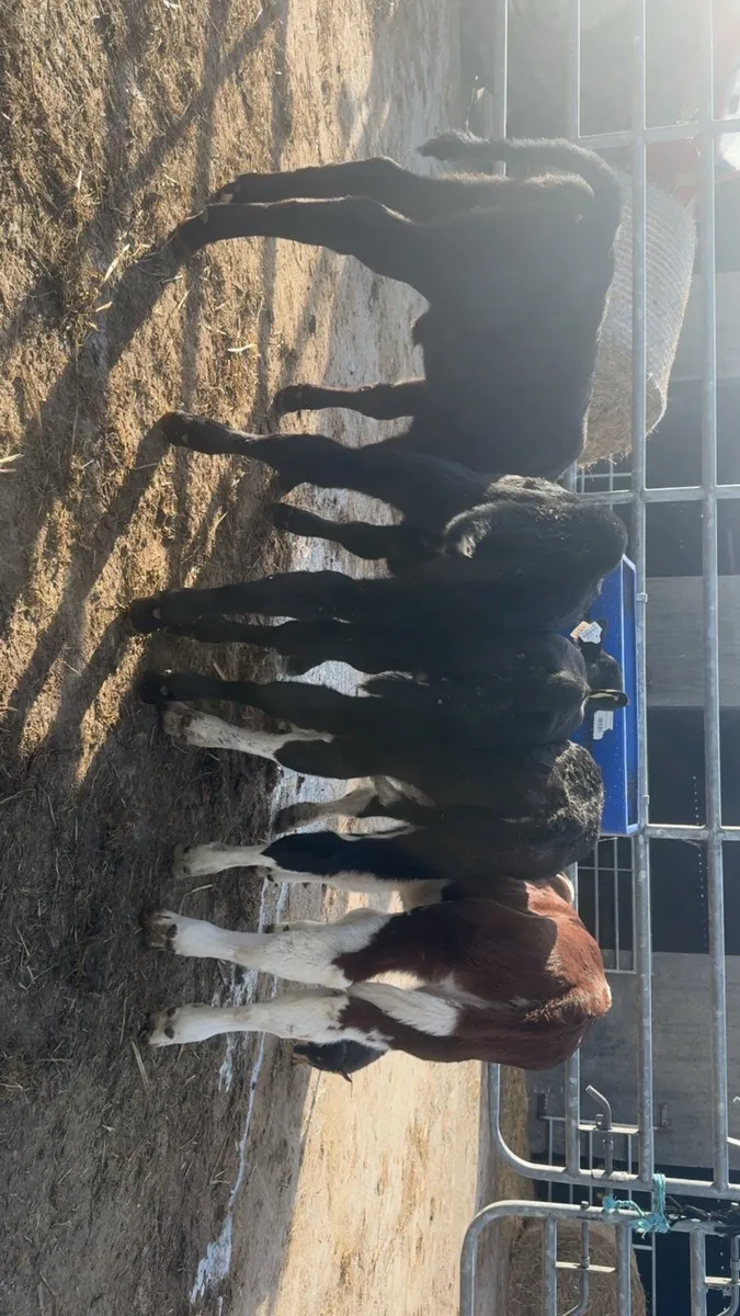 5 smashing AA heifers - Image 1