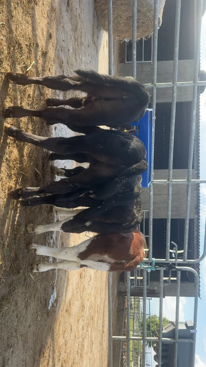 5 smashing AA heifers - Image 2