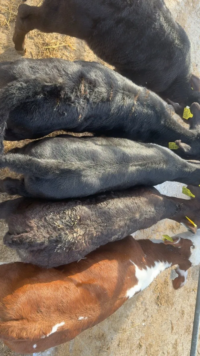 5 smashing AA heifers - Image 3