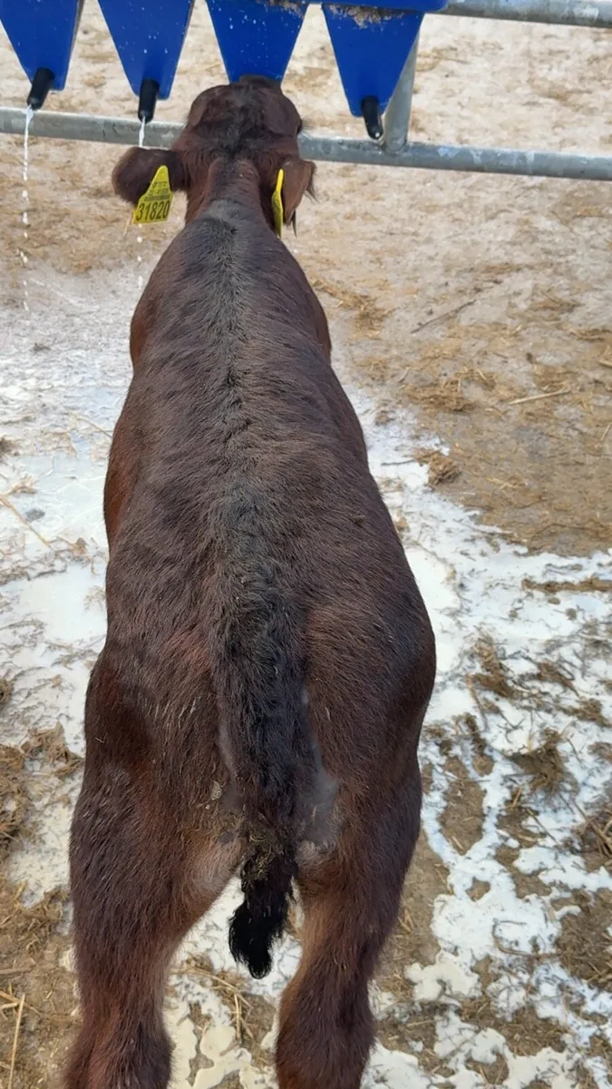 5 smashing AA heifers - Image 4