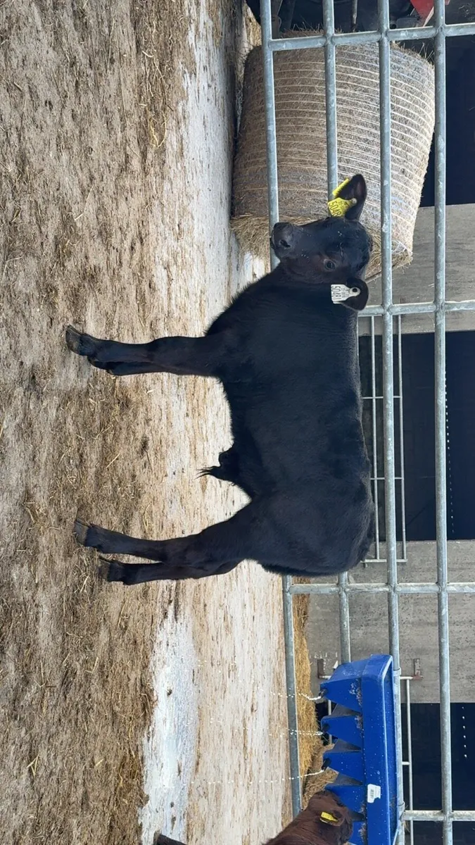 2 super AA bull calves - Image 1