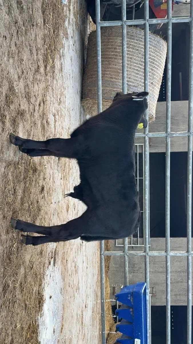 2 super AA bull calves - Image 2