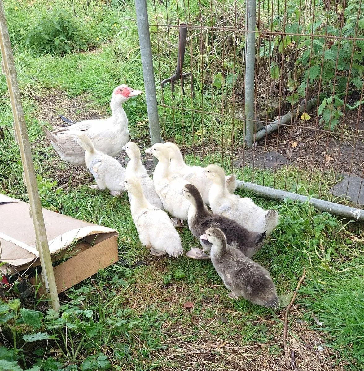 Muscovy Ducklings - Image 2
