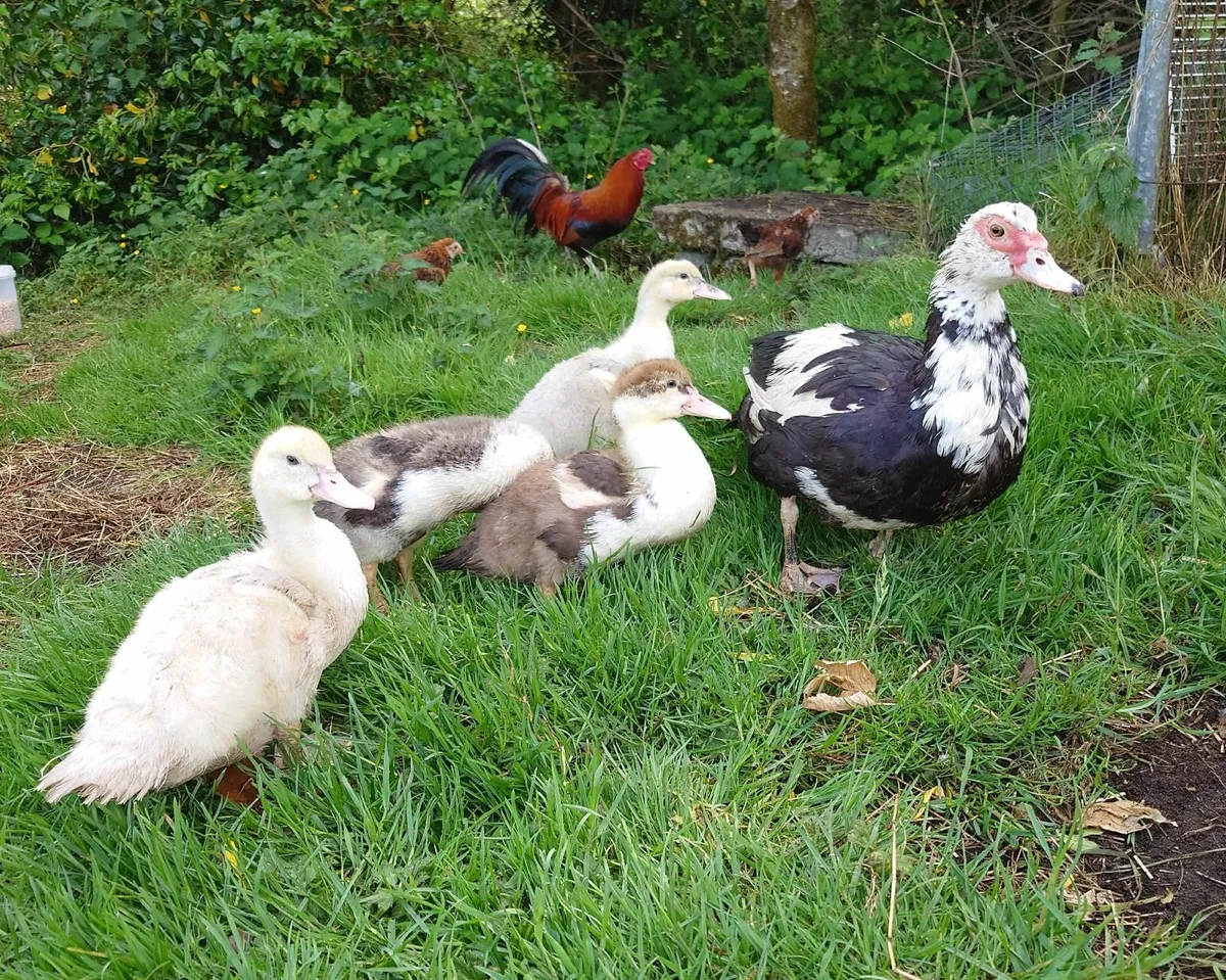 Muscovy Ducklings - Image 4