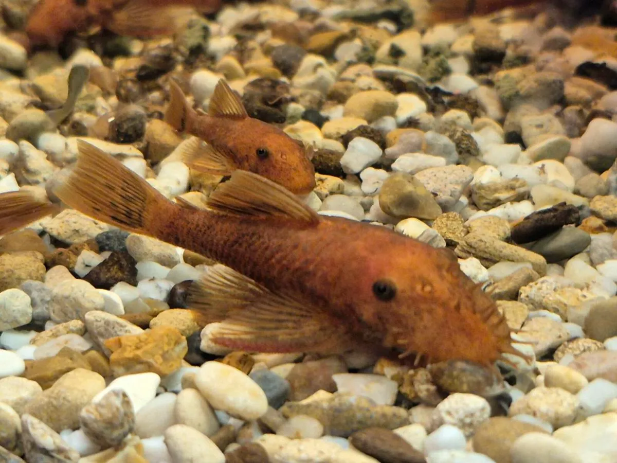 Super Red plecos - Image 1