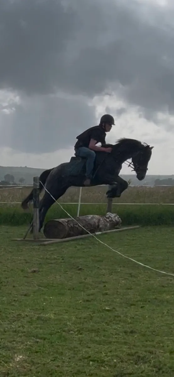 Flashy Connemara gelding - Image 4