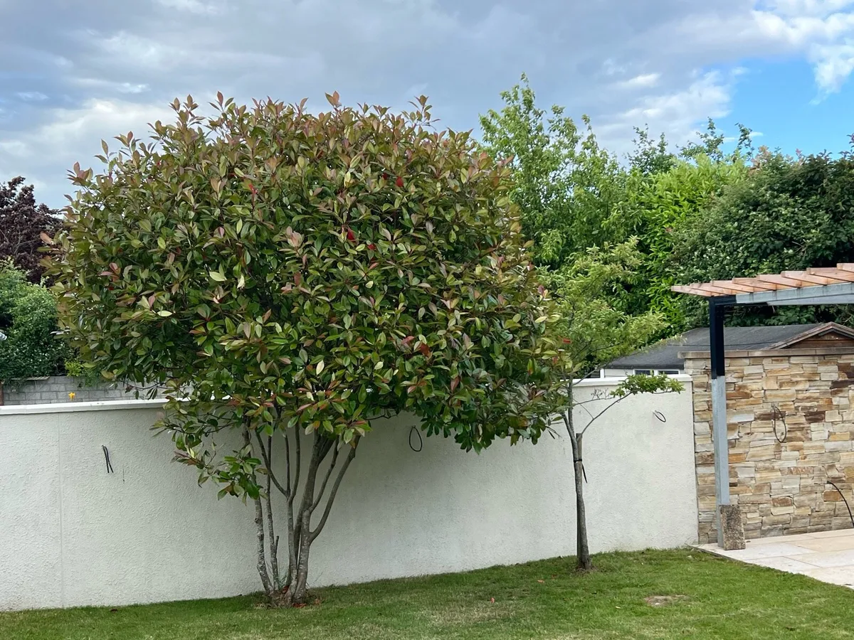 Photinia Red Robin (16 feet) x 2 - Image 1