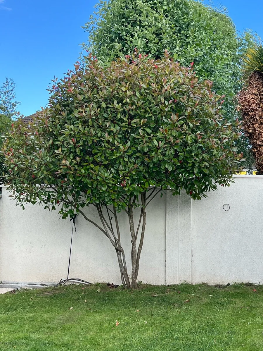 Photinia Red Robin (16 feet) x 2 - Image 2