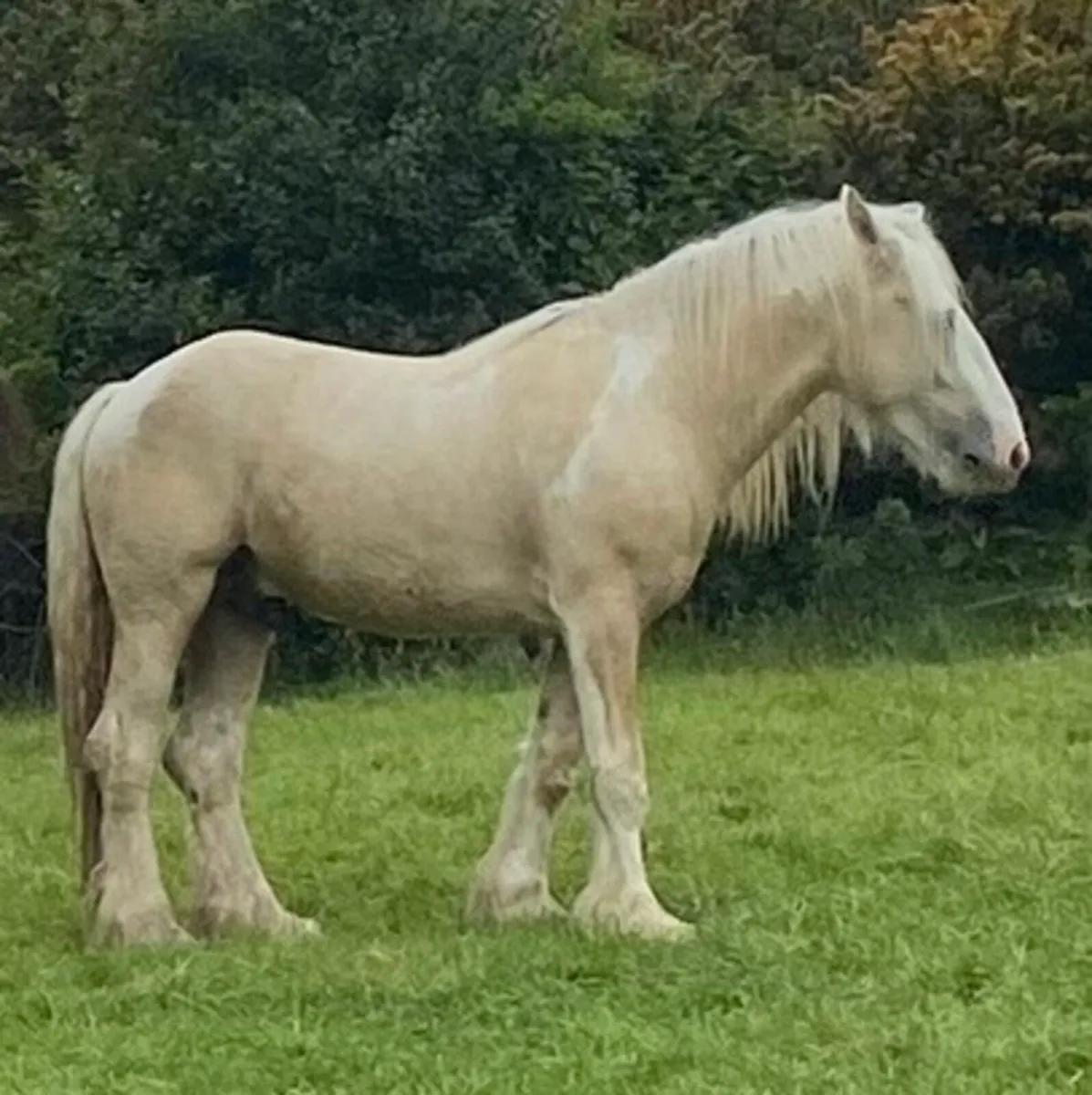 2yo Palamino Colt - Image 2