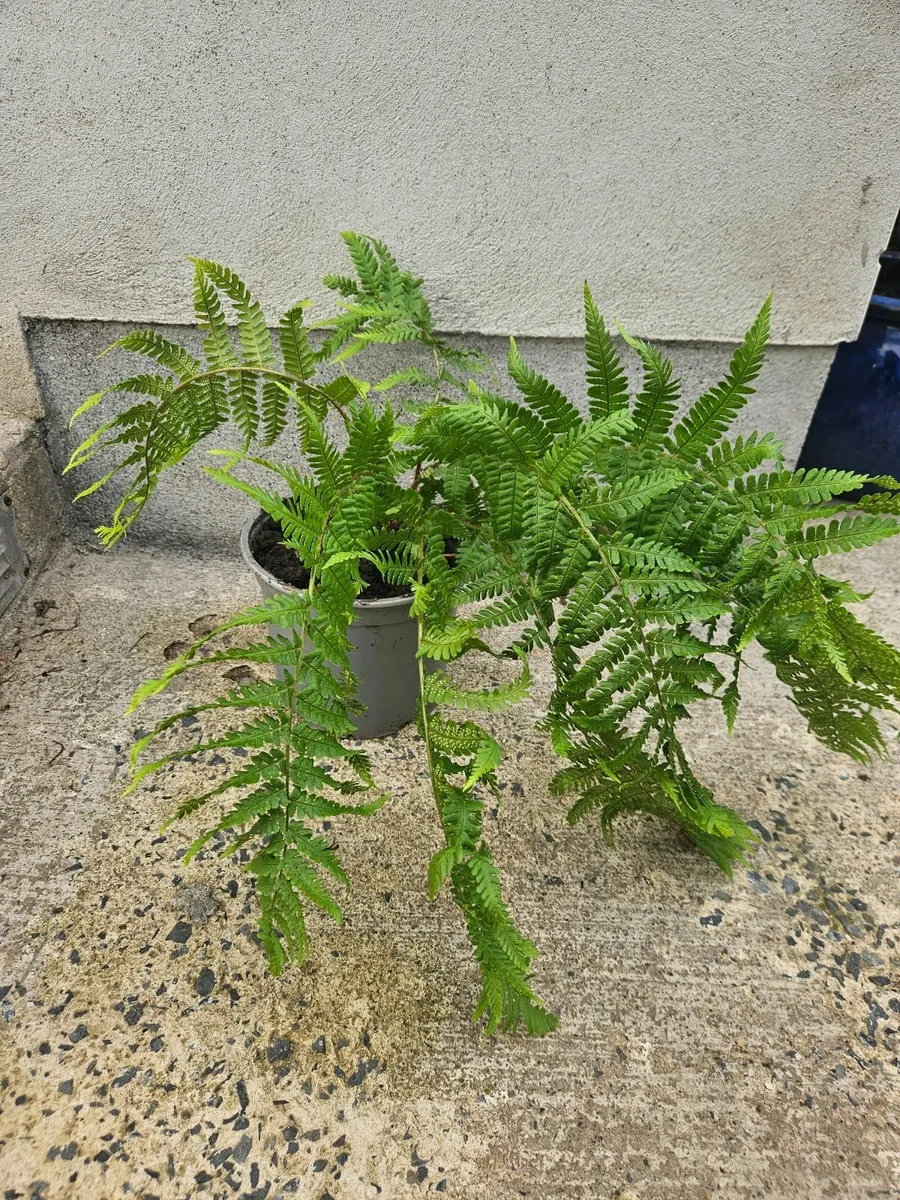 Fern