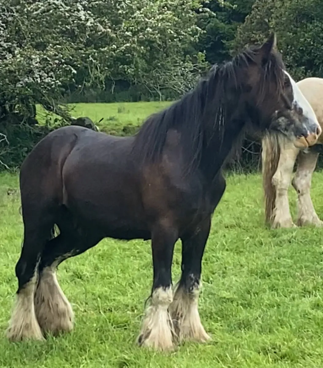 2yo Black gelding - Image 1