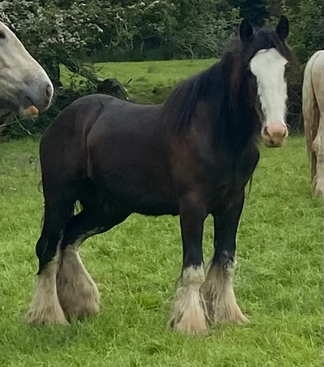 2yo Black gelding - Image 2