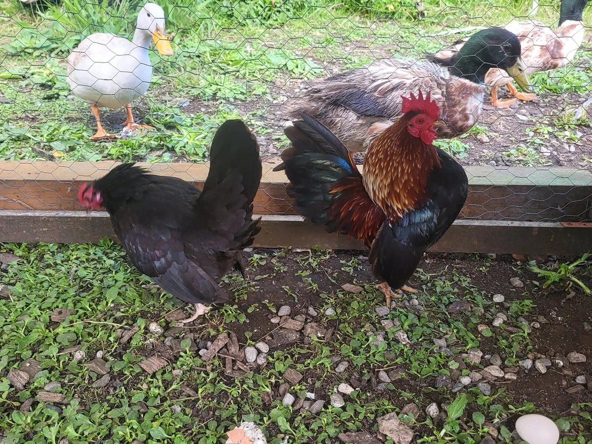 Serama chicks, ducks and drakes, - Image 3
