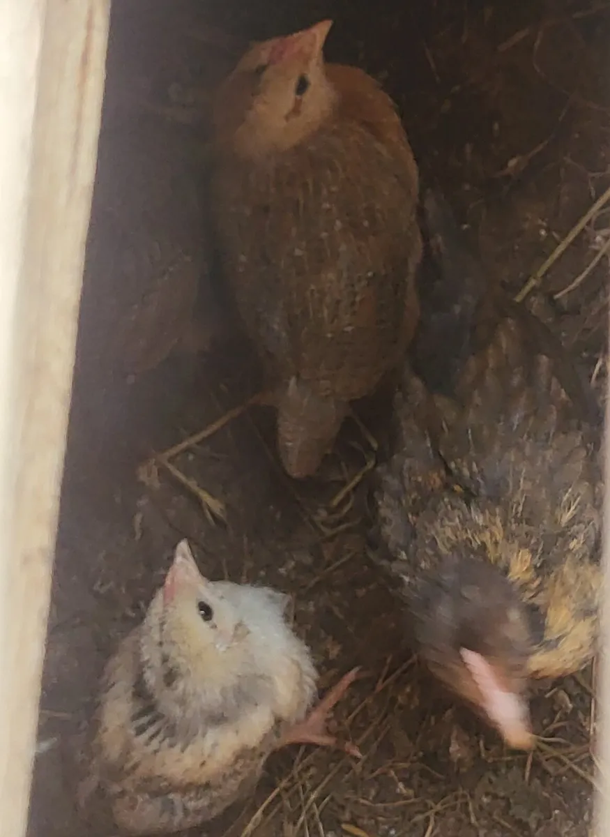 Serama chicks, ducks and drakes, - Image 4
