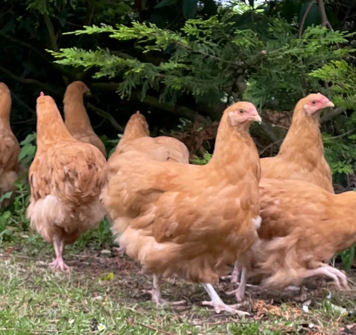 Buff Orpington, Brahma and legbar pairs - Image 1