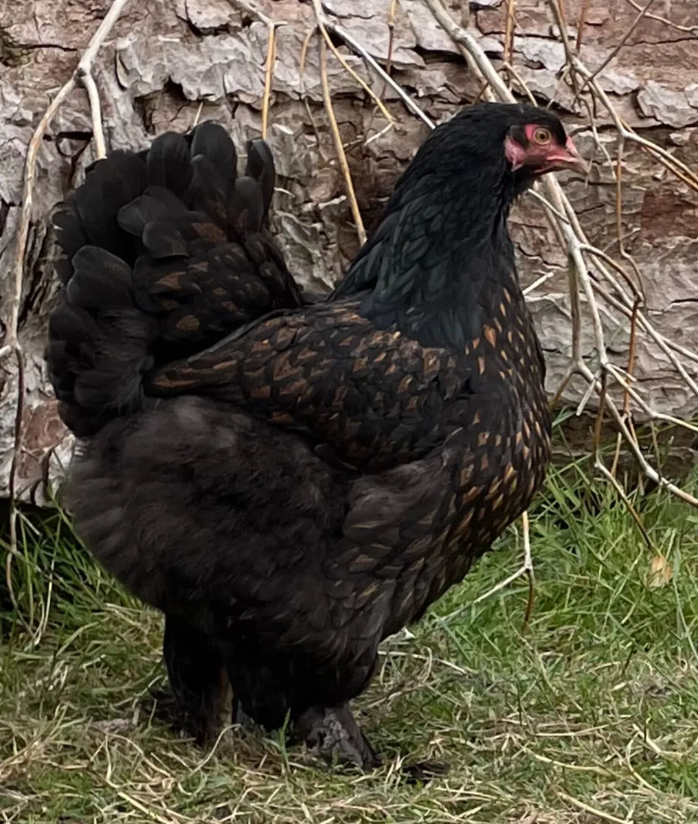 Buff Orpington, Brahma and legbar pairs - Image 2