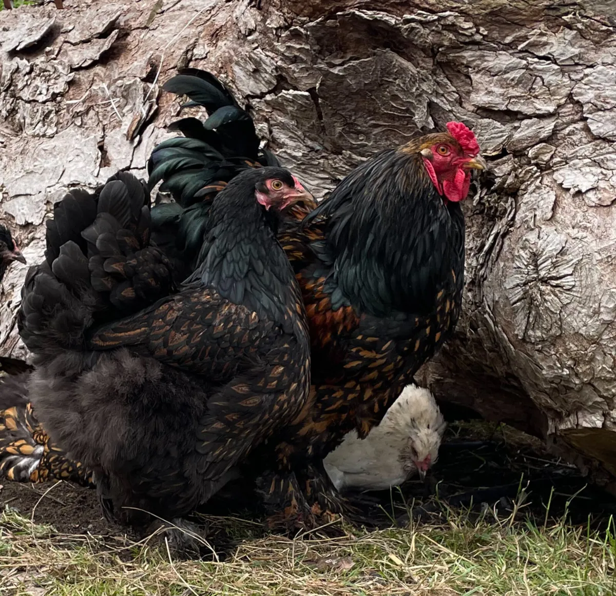 Buff Orpington, Brahma and legbar pairs - Image 4