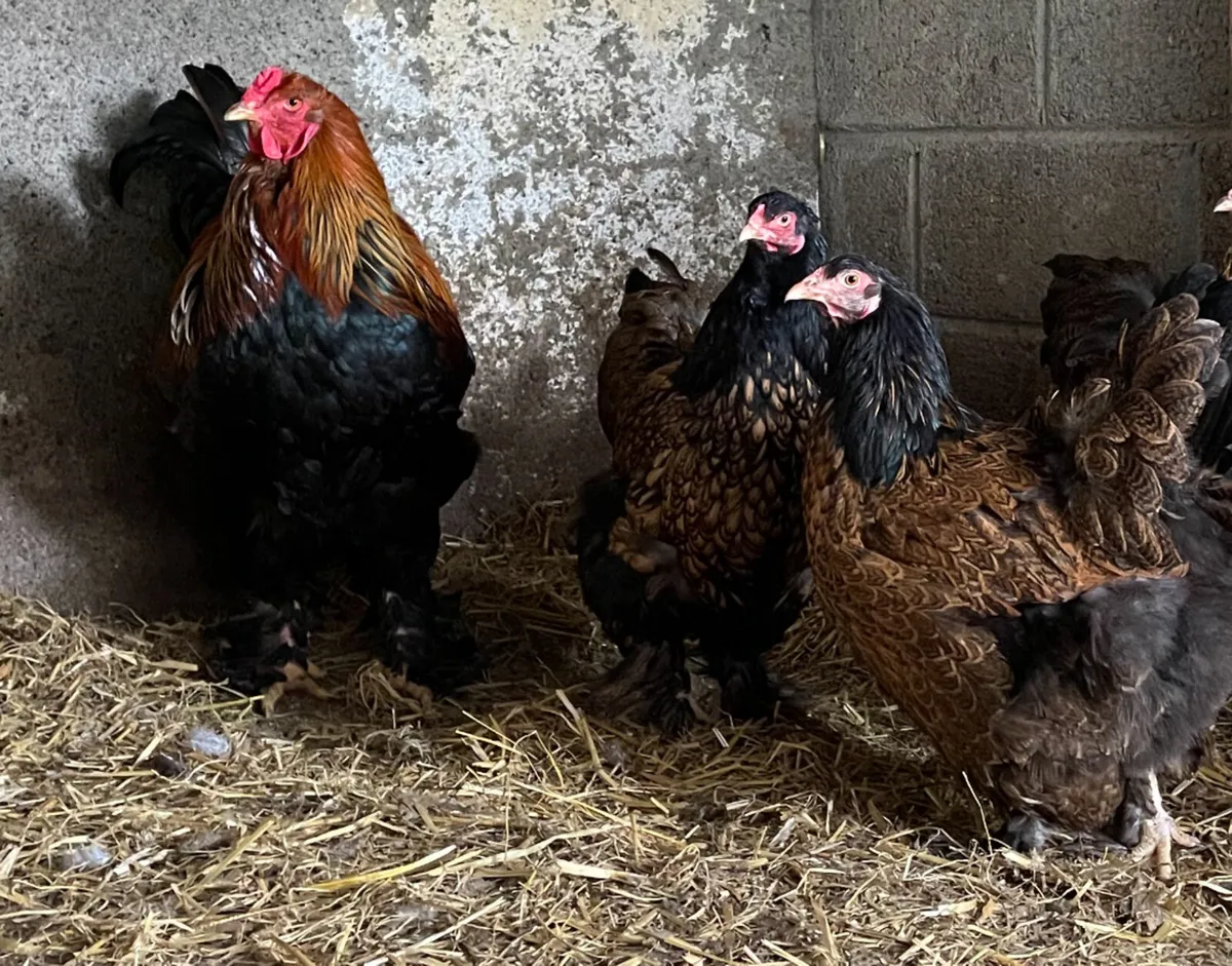 Brahma, buff Orpington  hatching eggs - Image 1