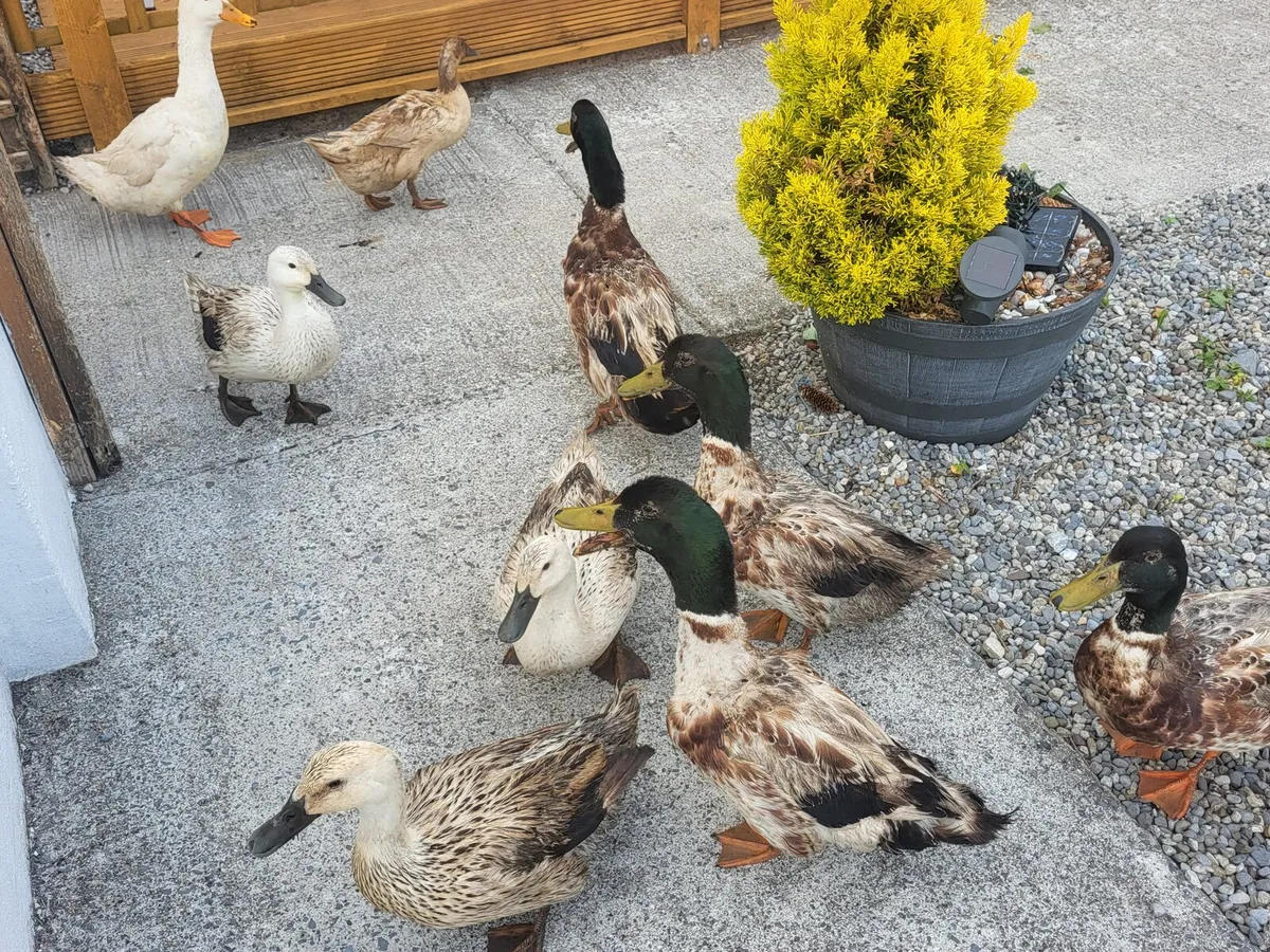 Serama chicks, ducks and drakes, - Image 1