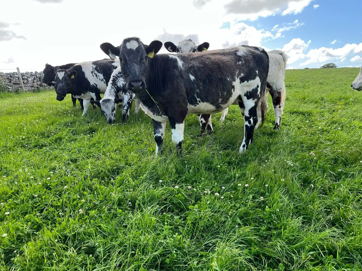 Belgian blue - Image 1